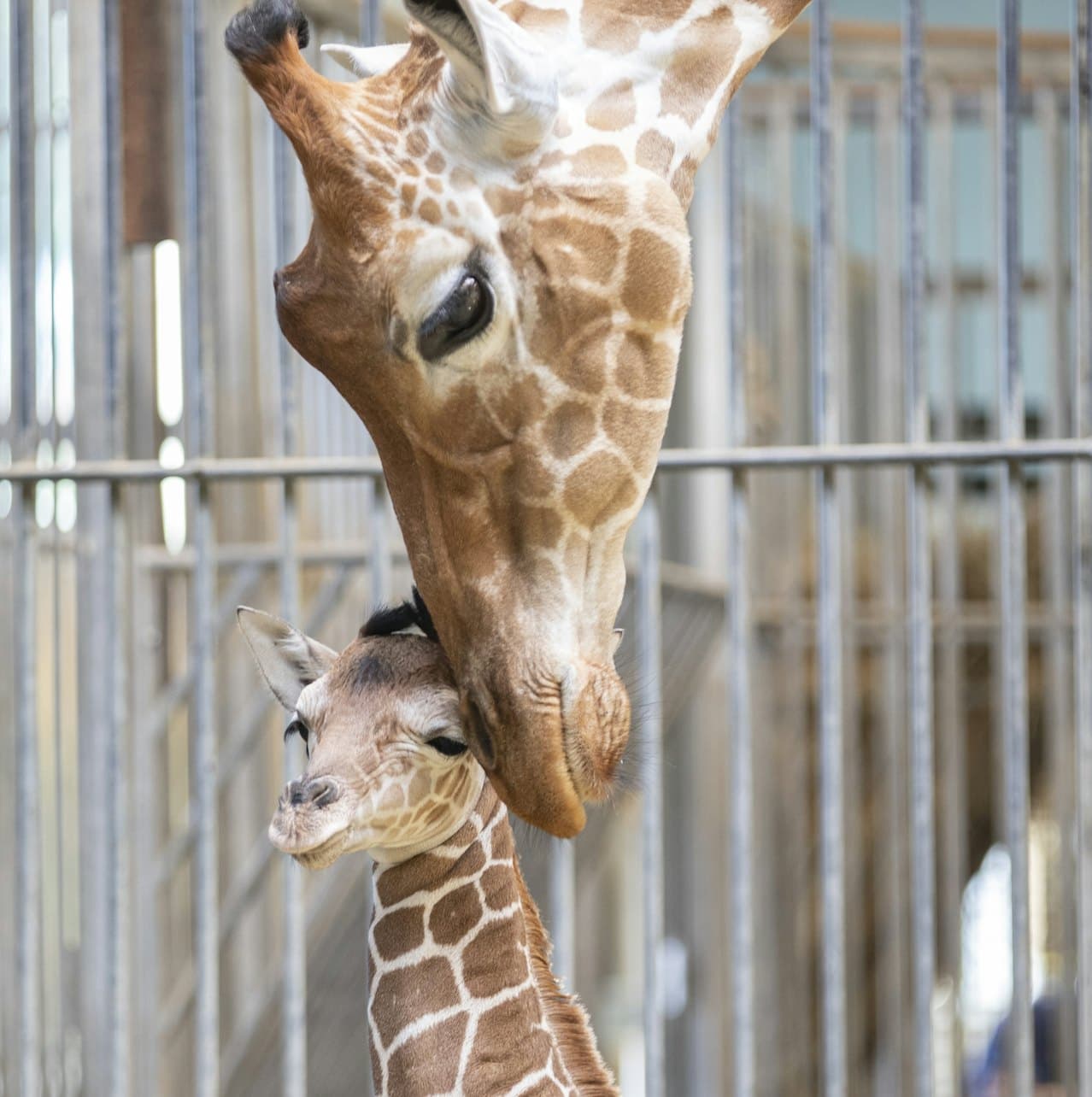 ZooParc de Beauval Ticket - image 7