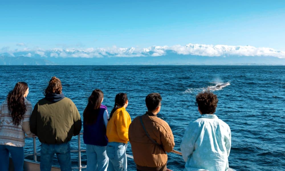Whale Watching Cruise Kaikoura - image 4