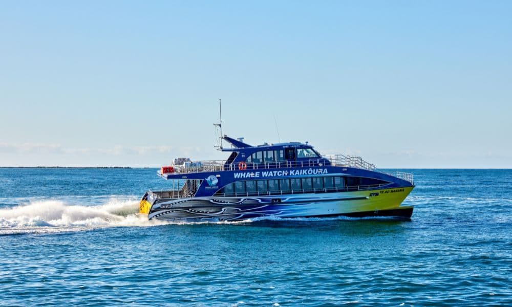 Crucero de avistamiento de ballenas en Kaikoura - imagen principal