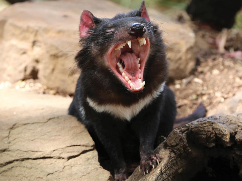 Richmond Village and Bonorong Wildlife Sanctuary Tour - image 5